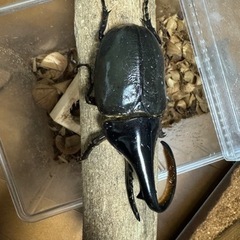 ヘラクレスオオカブト　カブトムシ　ペア④  　manoa183in