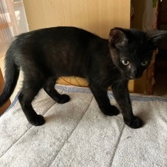 愛嬌たっぷり元気なクロちゃんです