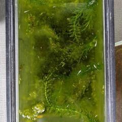 （限定3組）白メダカとエビを育ててみませんか？