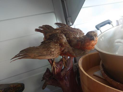 鳥のはくせい 木の台座付き