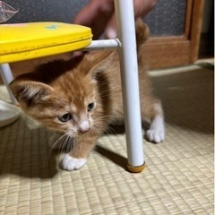 子猫4匹 里親募集