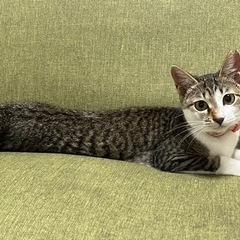 ツンデレ？女の子ねこちゃん