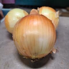 🧅‼️大特価‼️碧南産たまねぎ🧅