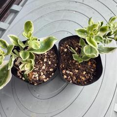 ベビーサンローズ　多肉植物の画像