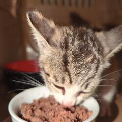 三毛猫♀︎の子(里親様決まりました) − 北海道