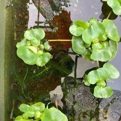 🔰屋外メダカ飼育セット【メダカ 産卵床 水草 餌付】