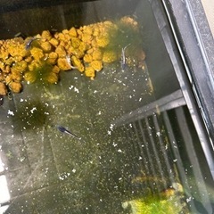稚魚 メダカ   1匹10円