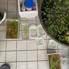 楊貴妃メダカ　10匹
の画像