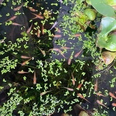楊貴妃メダカ　10匹
の画像