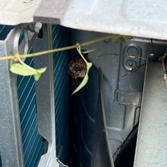 【蜂の巣駆除下関】まだ小さいうちに