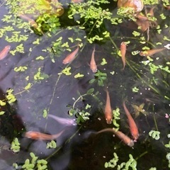 楊貴妃メダカ　10匹
の画像