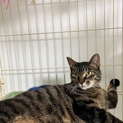 猫　里親探し