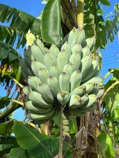 アイスクリームバナナ 早めに取引可能な方限定