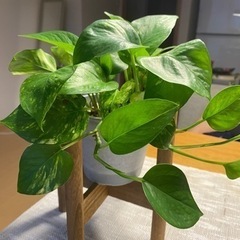 観葉植物 ポトス 室内園芸