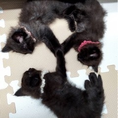 祝＊ずっとのおうちが決まりました♪まっくろ長毛子猫さん 生後2ヶ月
