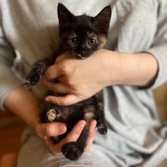 ひかえめで優しいサビ猫ちゃん♡