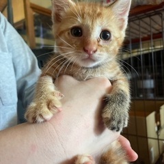 甘えっ子でとても可愛いチャトラ君♡