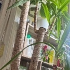 ドラセナ　ユッカ