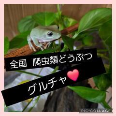 全国爬虫類どうぶつ雑談グル( >∀<)ﾉ))🐾🩷