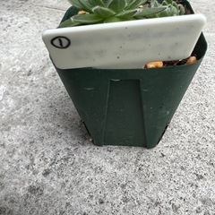 センペルビウム　ラズベリーアイス　① 多肉植物の画像