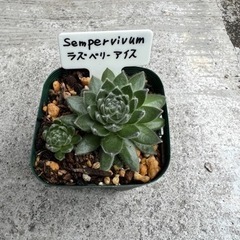センペルビウム　ラズベリーアイス　① 多肉植物