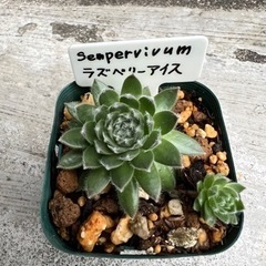 センペルビウム　ラズベリーアイス　② 多肉植物