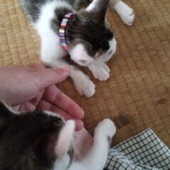 キジトラ メス 3ヶ月