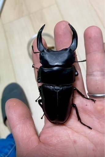 能勢SRオオクワガタ♂【88.8mm】