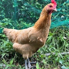 鶏　ペット