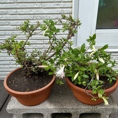 ツツジ盆栽風 ツツジ苗  