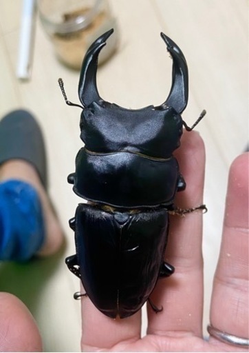 能勢SRオオクワガタ♂【90.0mm】