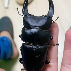 能勢SRオオクワガタ♂【90.0mm】