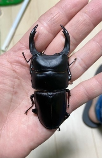 能勢SRオオクワガタ♂【87.0mm】