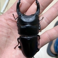 能勢SRオオクワガタ♂【87.0mm】