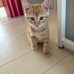 生後2ヶ月の子猫ちゃん