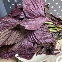 赤紫蘇　食品の画像
