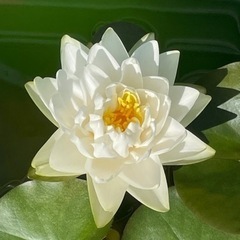 🪷決まりました🪷