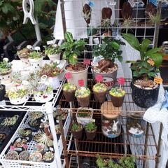 多肉植物の寄せ植え⭐単品