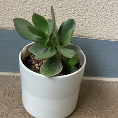 【差し上げます観葉植物】金のなる木ミニの画像