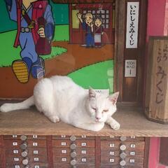 龍神オラクルカードリーディング