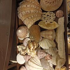 南国の貝殻盛り合わせの画像