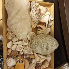 南国の貝殻盛り合わせの画像