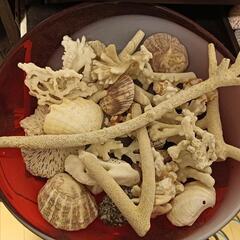 南国の貝殻盛り合わせ