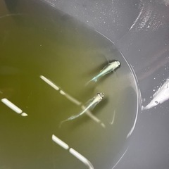 サンセット極龍メダカ　卵20個以上