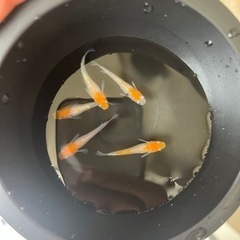 紅凛紅白めだかの卵