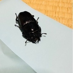 オオクワガタ 能勢YG メス 57.5mm
