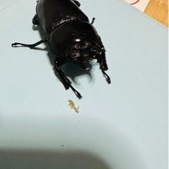 オオクワガタ 能勢YG メス54.5mm