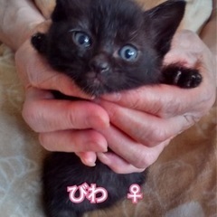 可愛い子猫ちゃんHY