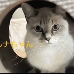 久留米市近郊/ルナちゃん　♀しゃむ系