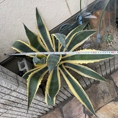 超特大　美株　アメリカーナ　覆輪斑の画像